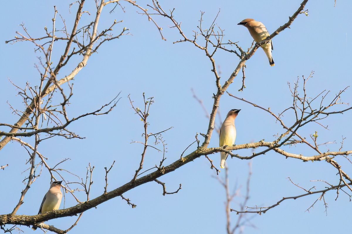 Cedar Waxwing - ML619986237