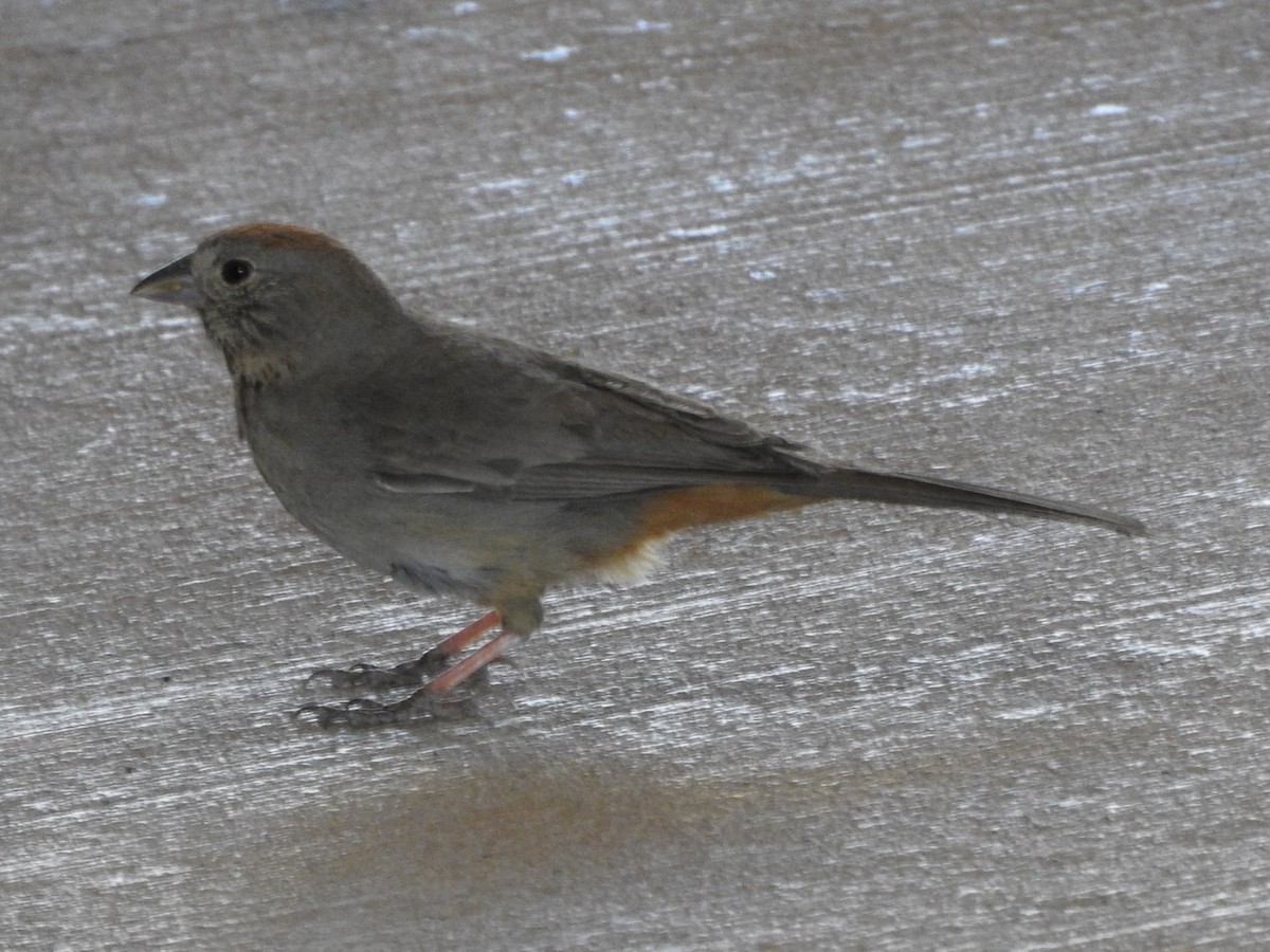 Canyon Towhee - ML619986238