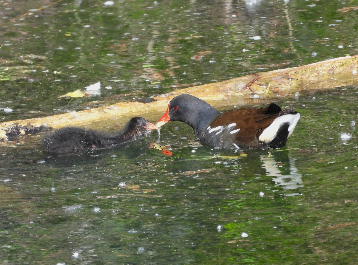 Eurasian Moorhen - ML619986242