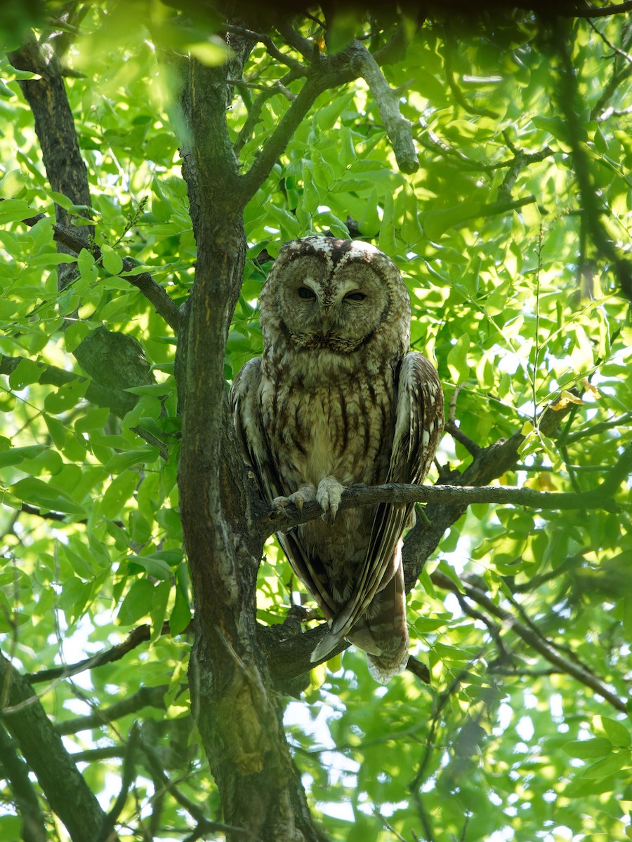 Himalayan Owl - ML619986245