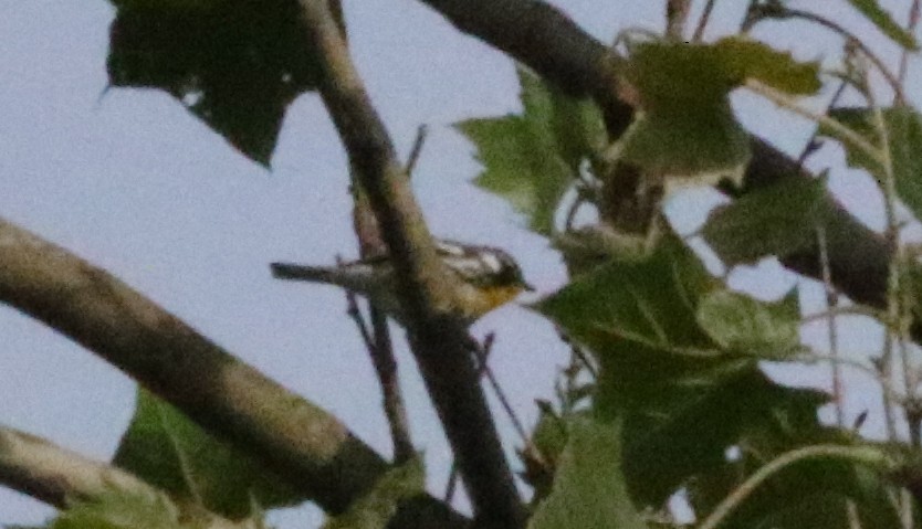 Yellow-throated Warbler - ML619986246