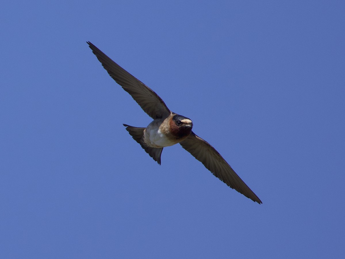 Cliff Swallow - ML619986255