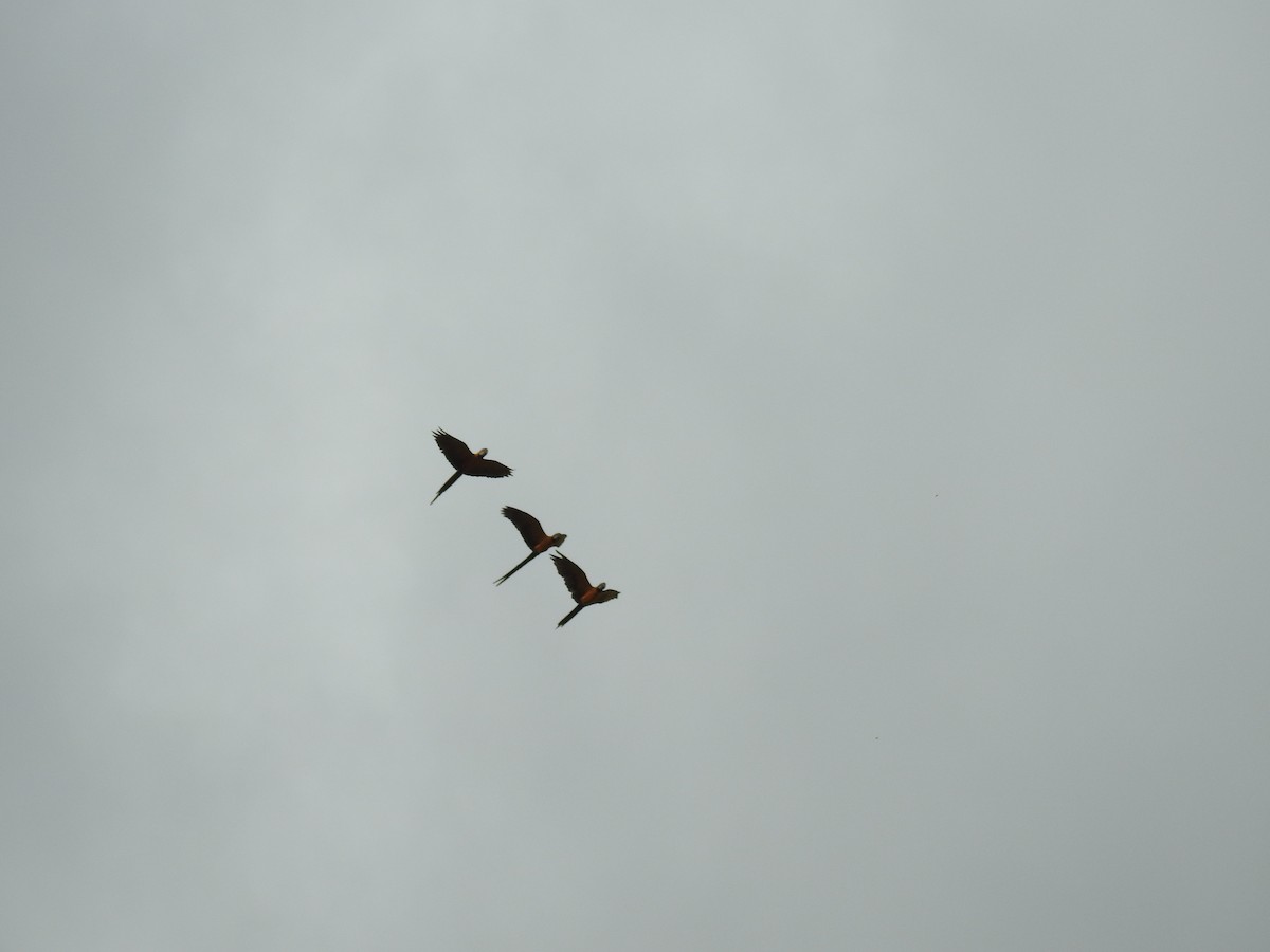 Blue-and-yellow Macaw - ML619986264