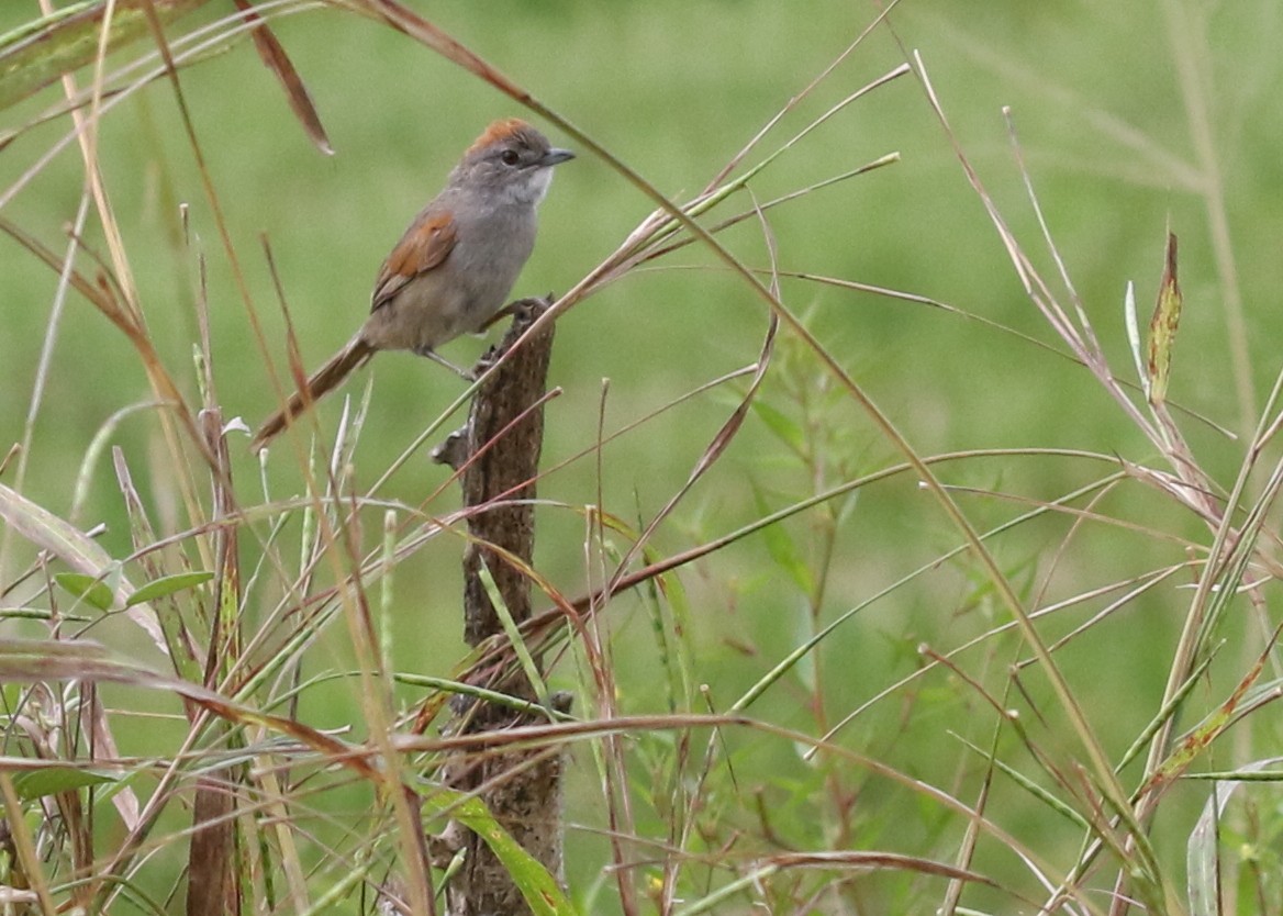 Pale-breasted Spinetail - ML619986271