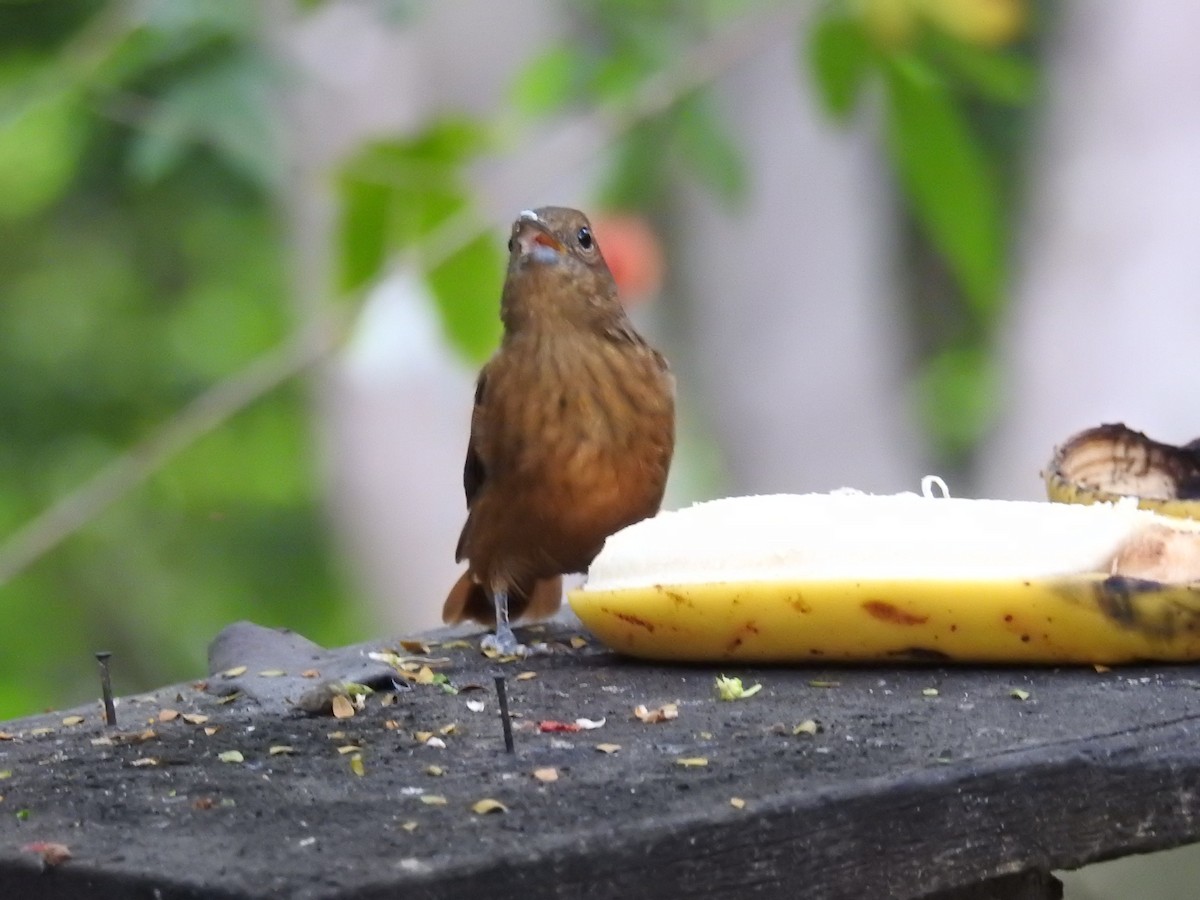 Ruby-crowned Tanager - ML619986273