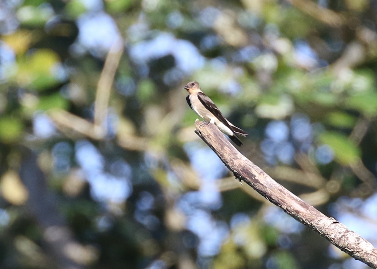 Southern Rough-winged Swallow - ML619986278