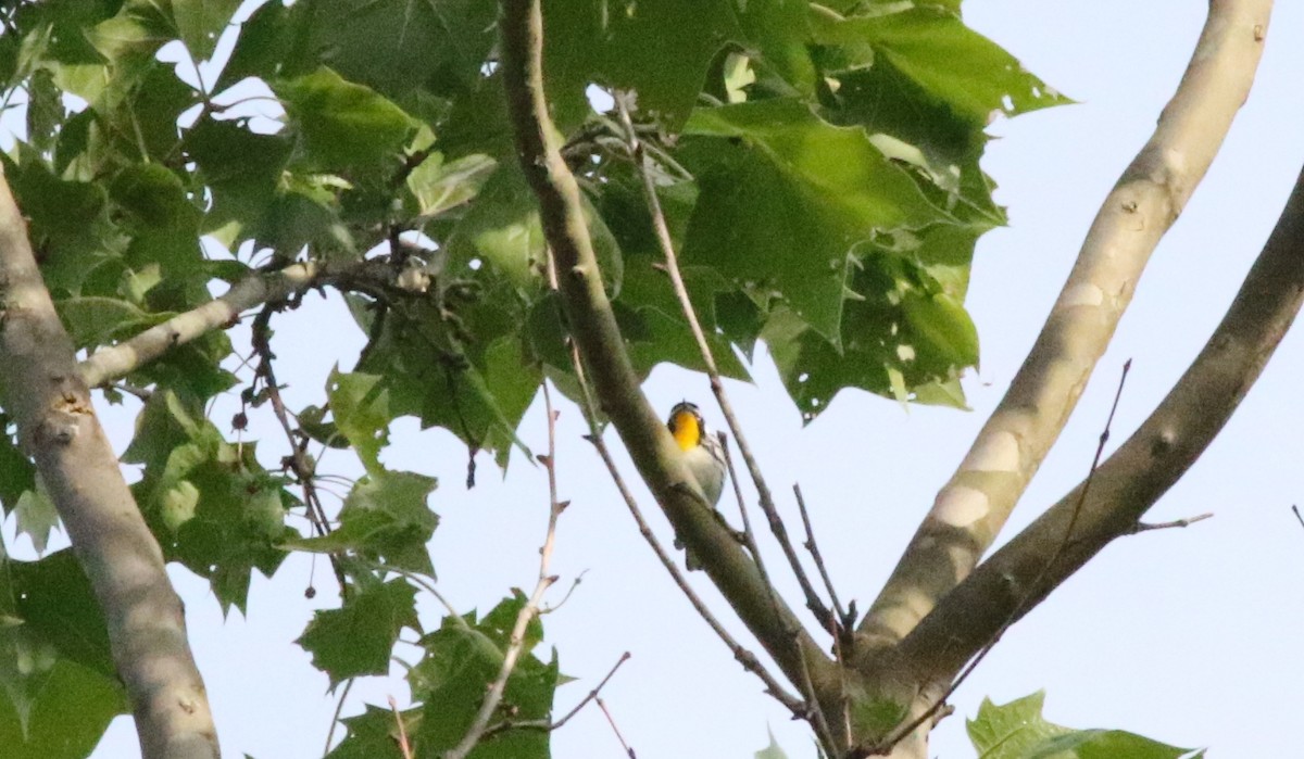 Yellow-throated Warbler - ML619986285