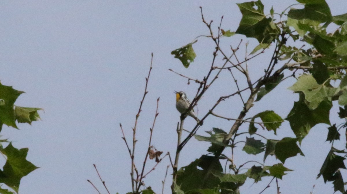 Yellow-throated Warbler - ML619986286