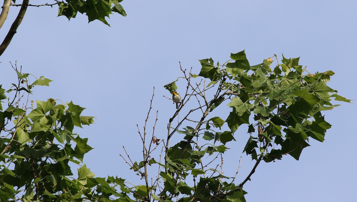 Yellow-throated Warbler - ML619986287