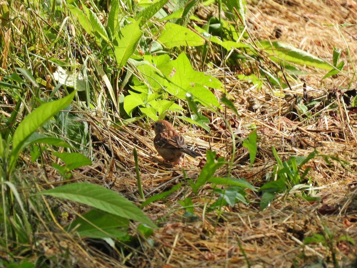 Field Sparrow - ML619986295
