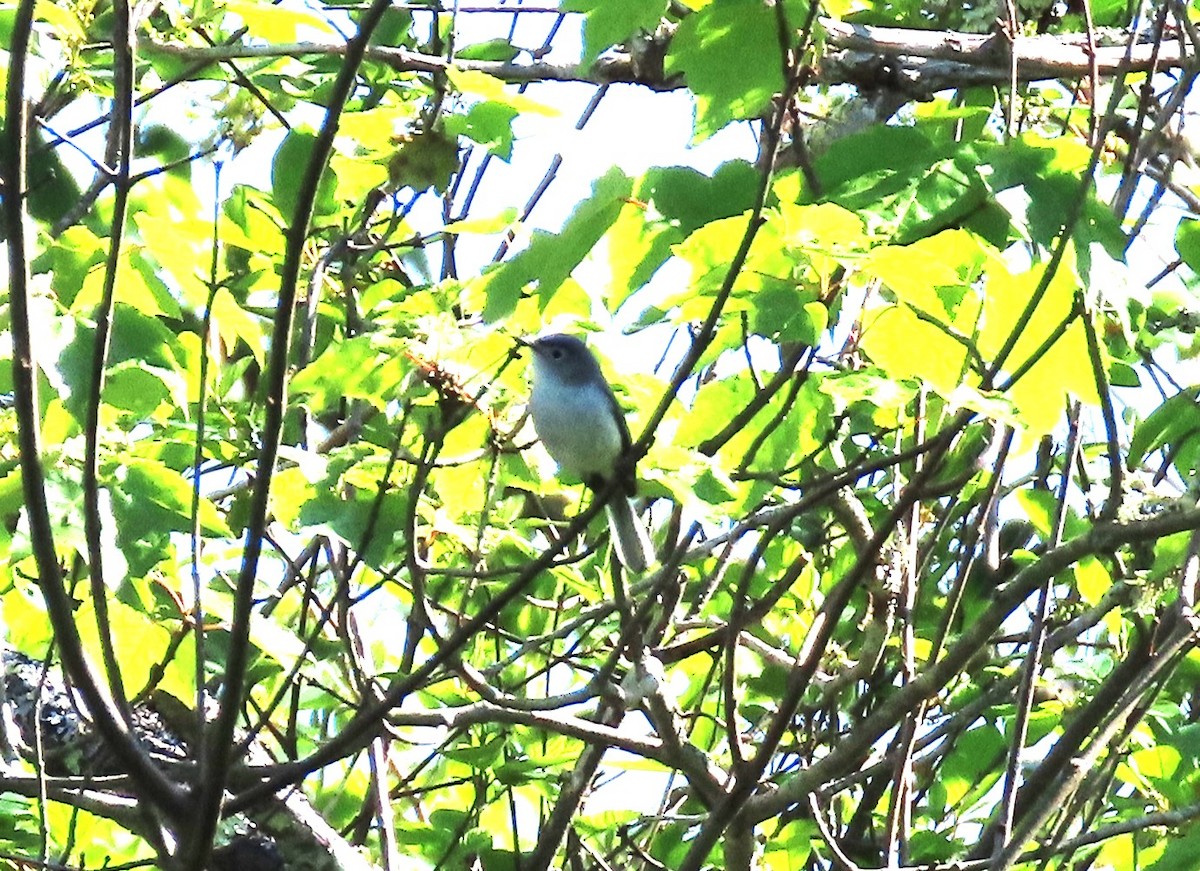 Blue-gray Gnatcatcher - ML619986304