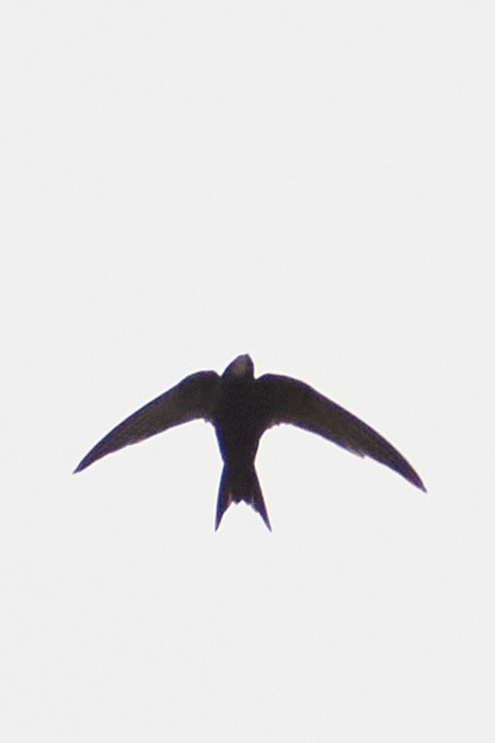 Common Swift - ML619986316