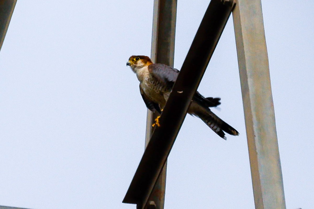 Red-necked Falcon - ML619986320