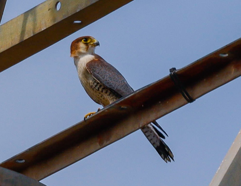 Red-necked Falcon - ML619986321