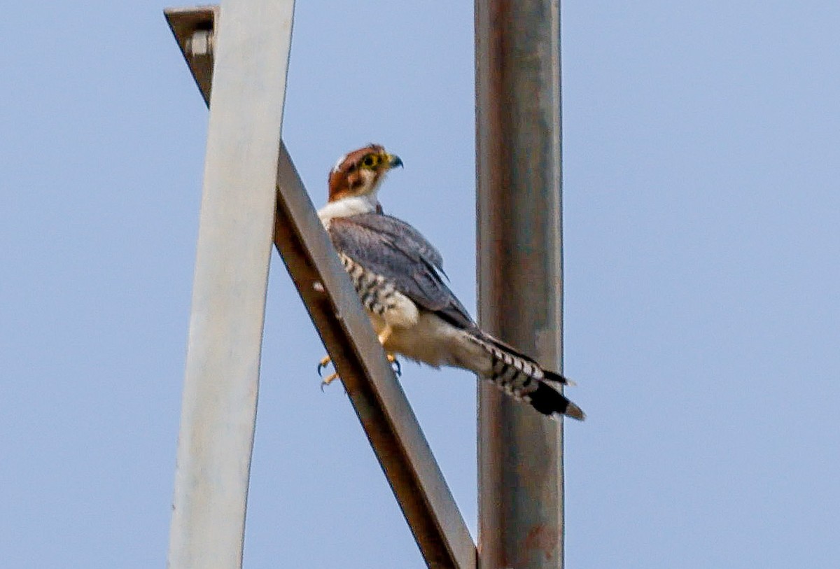 Red-necked Falcon - ML619986323