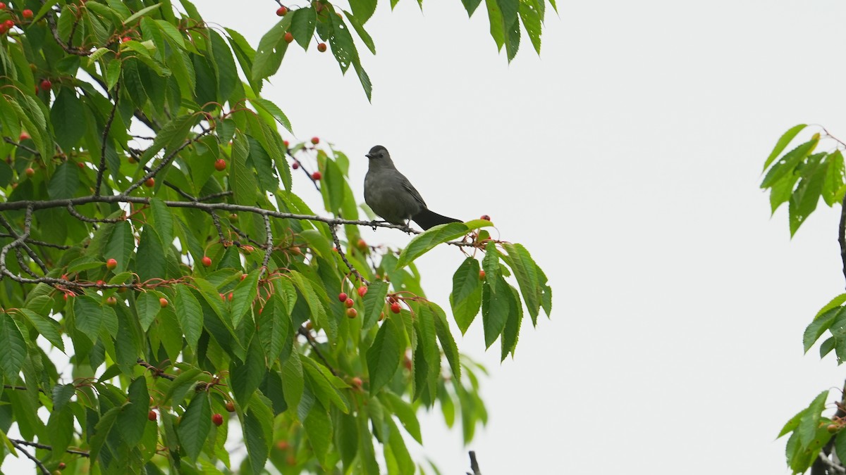 Gray Catbird - ML619986325