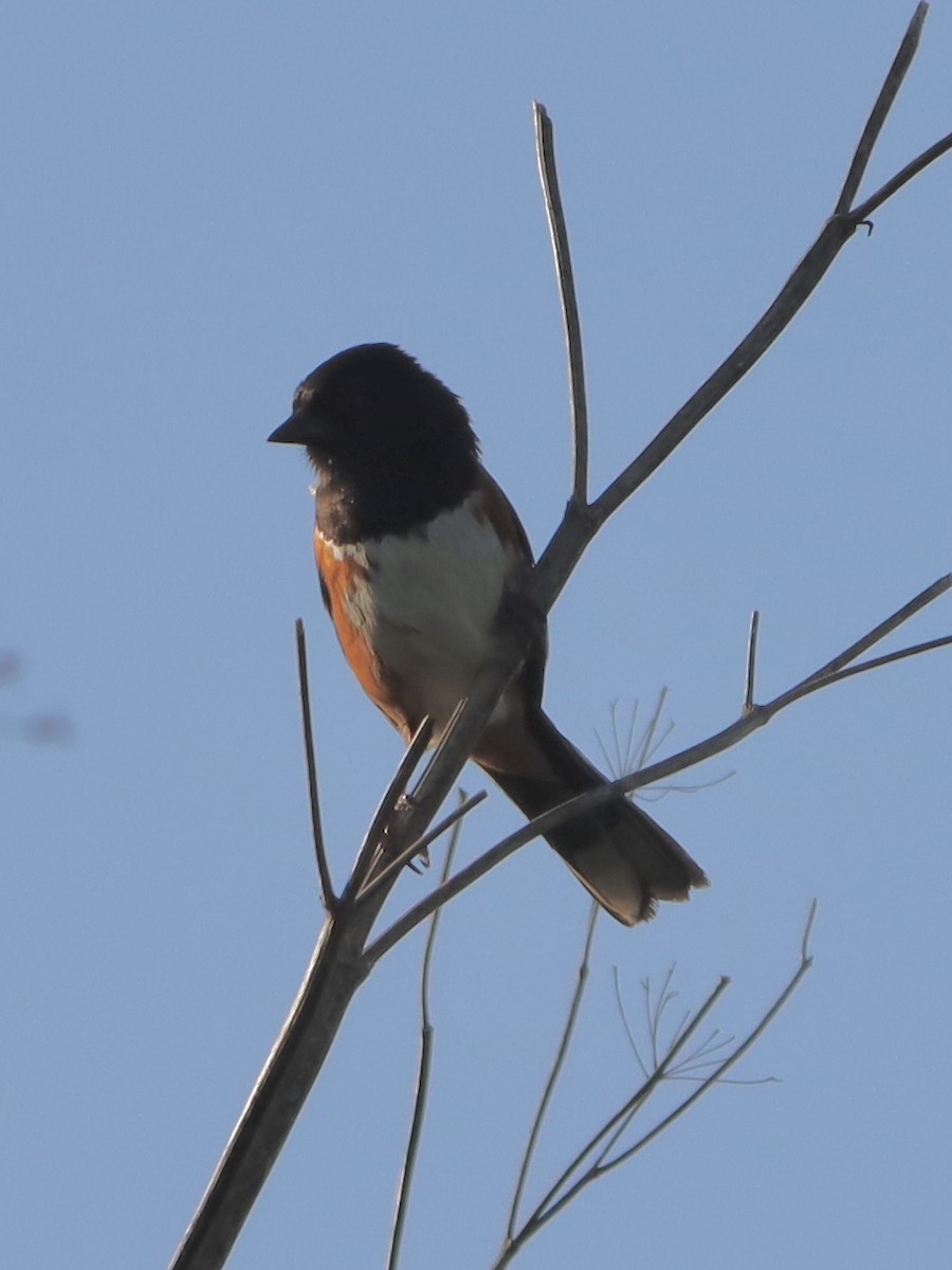 Spotted Towhee - ML619986327