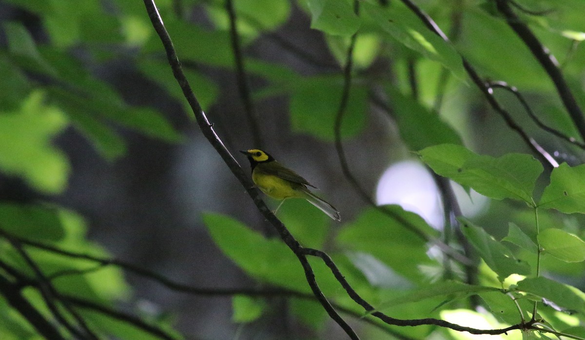 Hooded Warbler - ML619986328