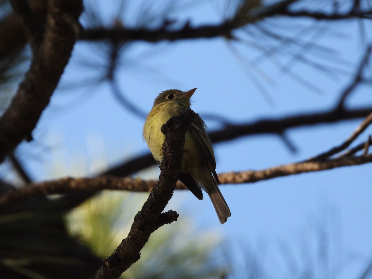 Western Flycatcher - ML619986329