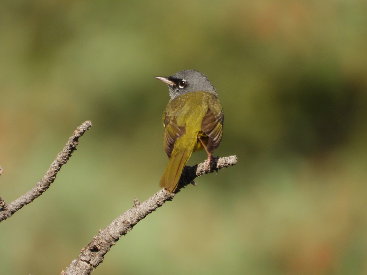 MacGillivray's Warbler - ML619986336