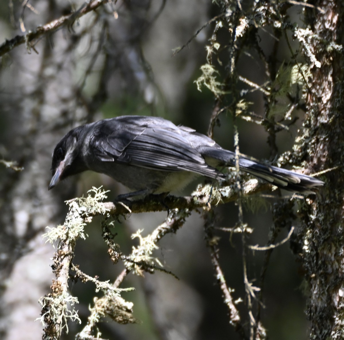 Canada Jay - ML619986337