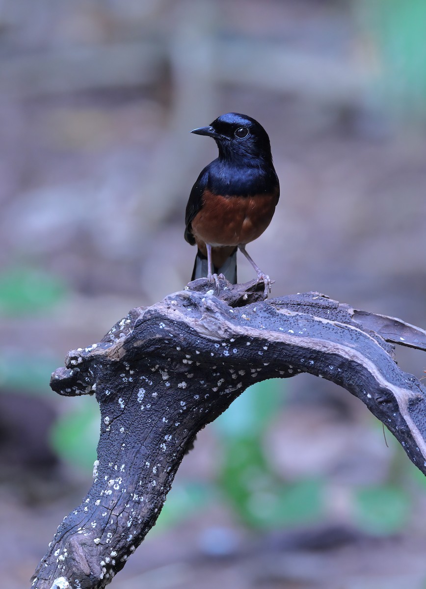 White-rumped Shama - ML619986344