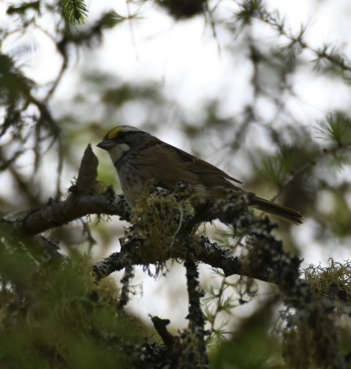 White-throated Sparrow - ML619986346