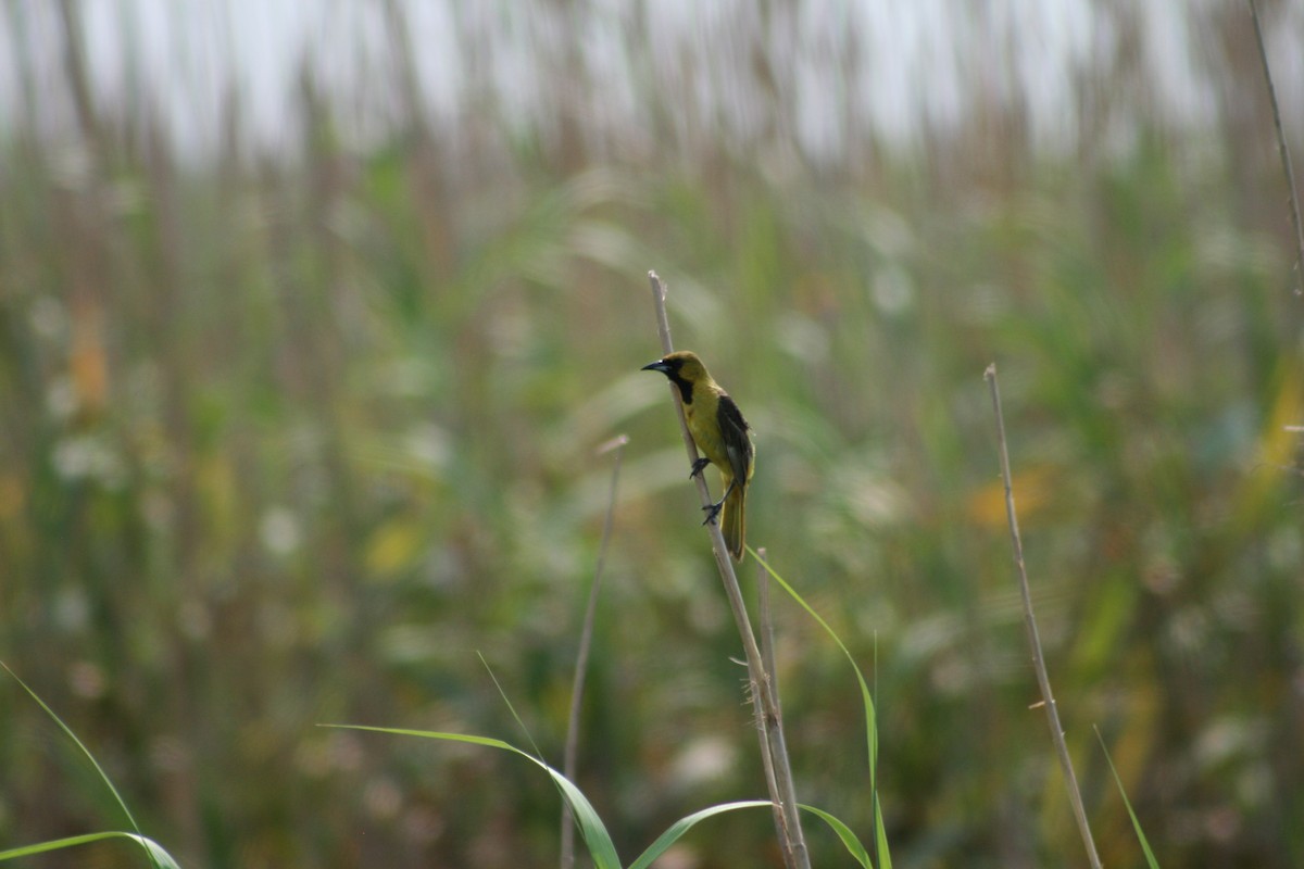 Orchard Oriole - ML619986348