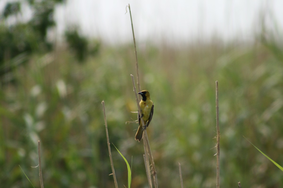 Orchard Oriole - ML619986349