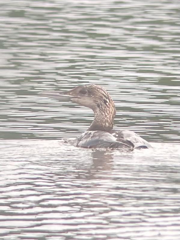 Common Loon - ML619986350