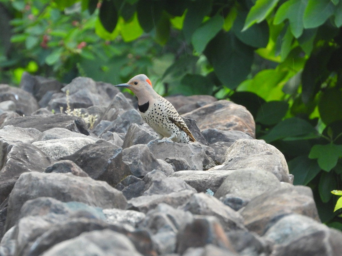 Northern Flicker - ML619986352