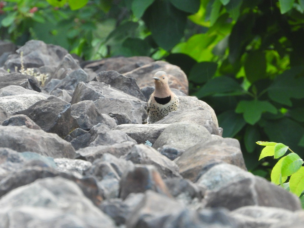 Northern Flicker - ML619986353