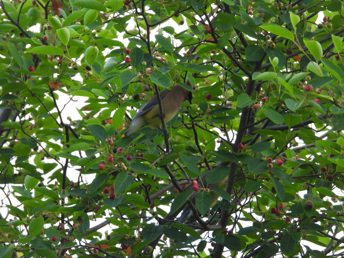 Cedar Waxwing - ML619986359