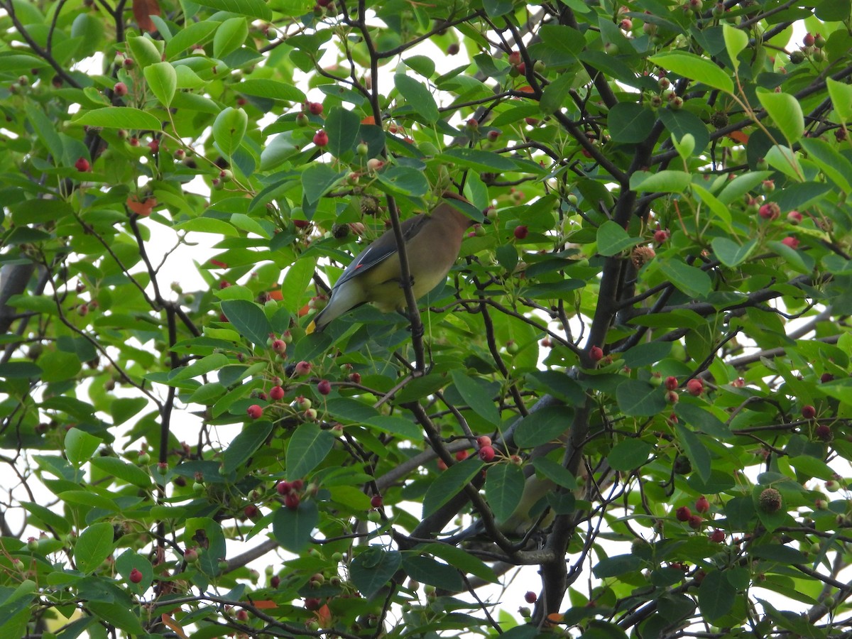 Cedar Waxwing - ML619986360