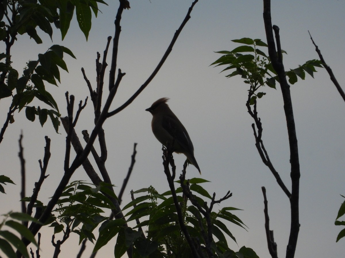 Cedar Waxwing - ML619986361