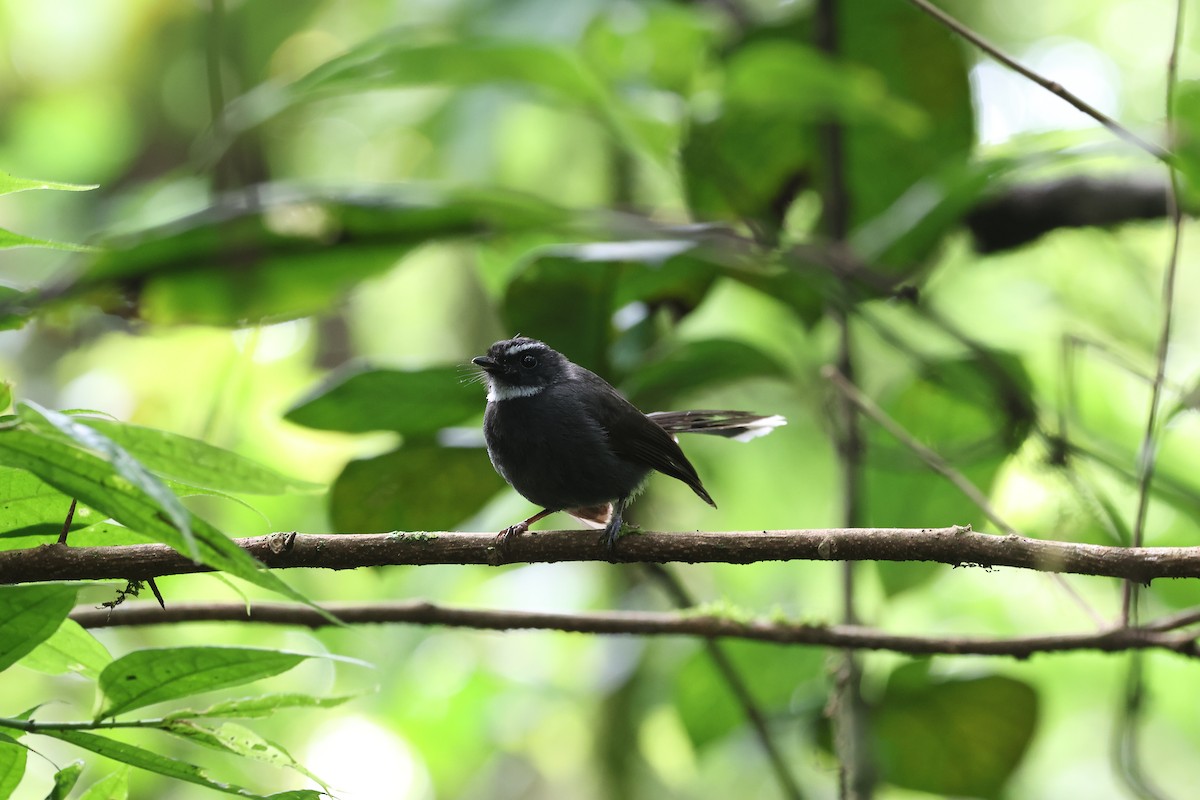 White-throated Fantail - ML619986367