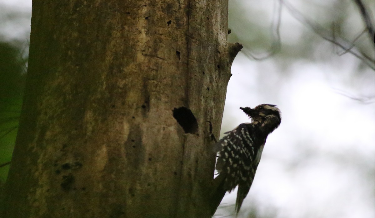 Downy Woodpecker - ML619986383