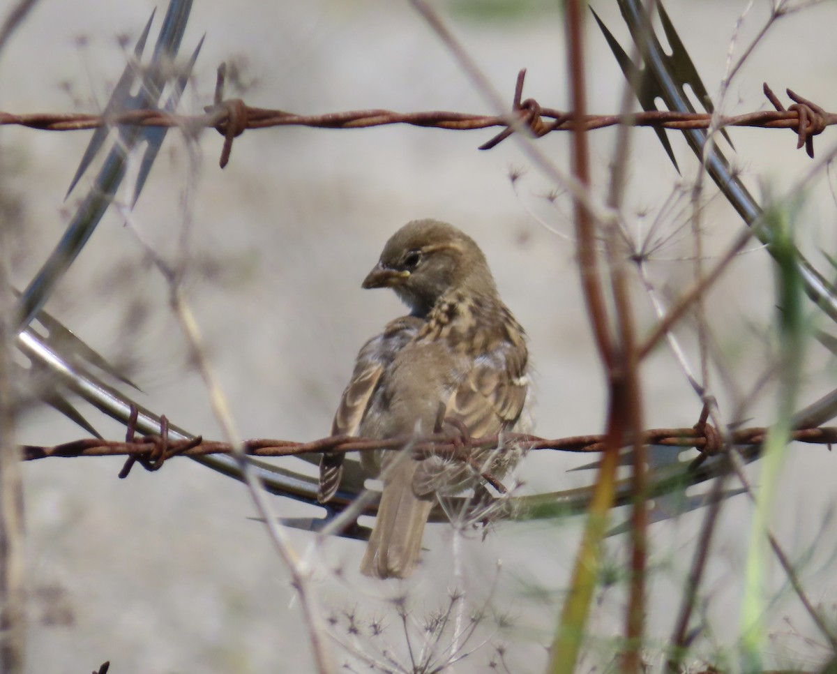 House Sparrow - ML619986402