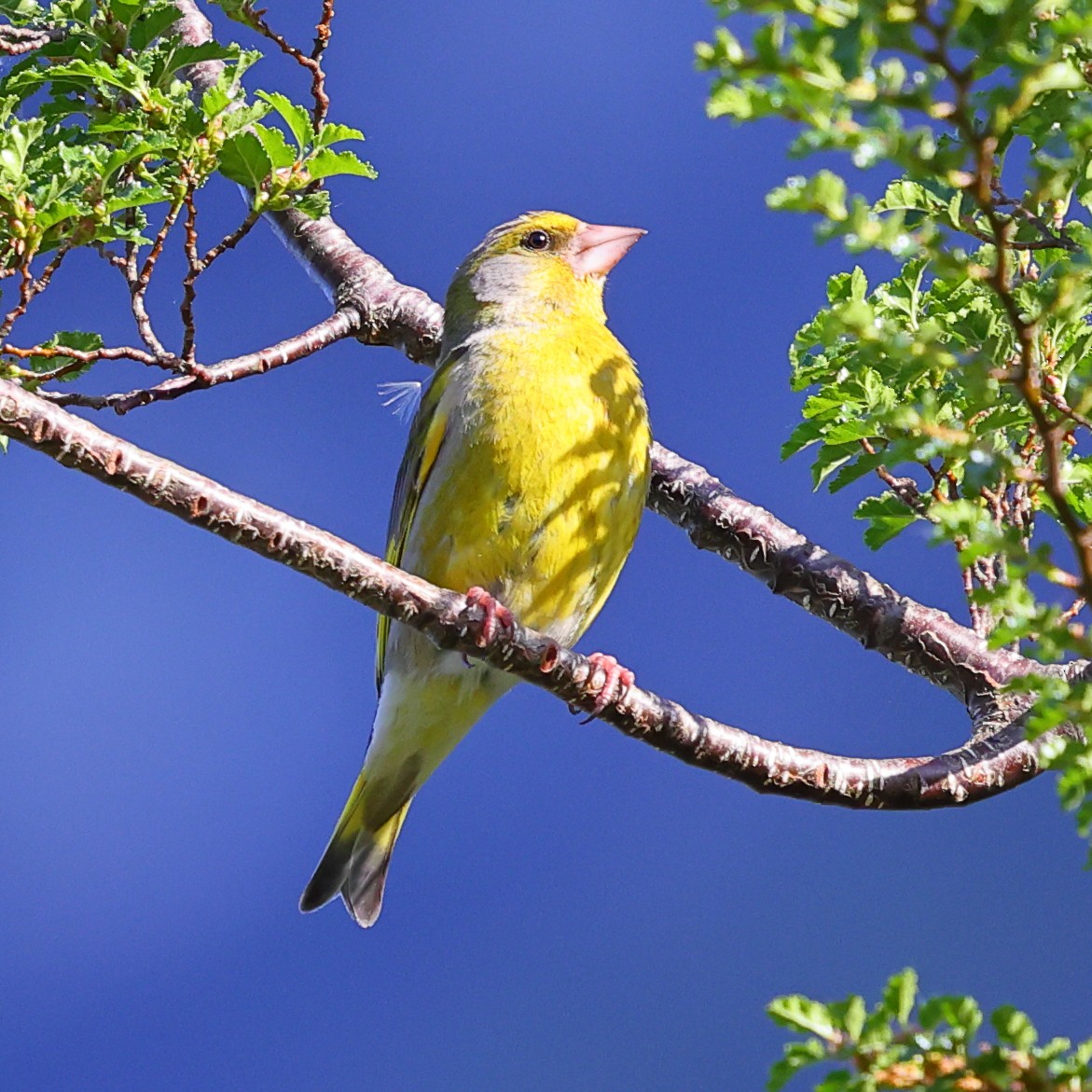 European Greenfinch - ML619986422