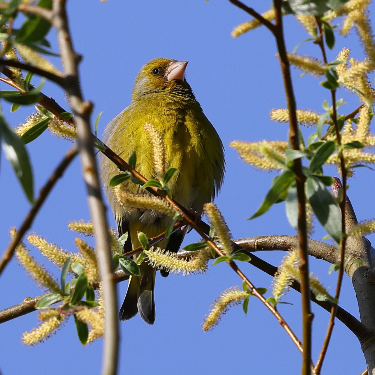 European Greenfinch - ML619986427