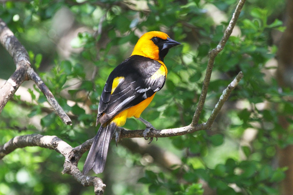 Oriole à gros bec - ML619986430