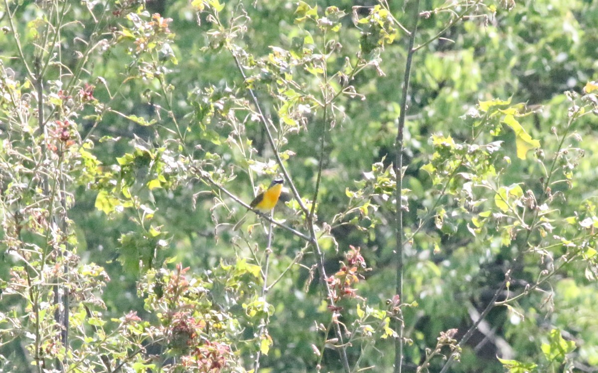 Yellow-breasted Chat - ML619986431