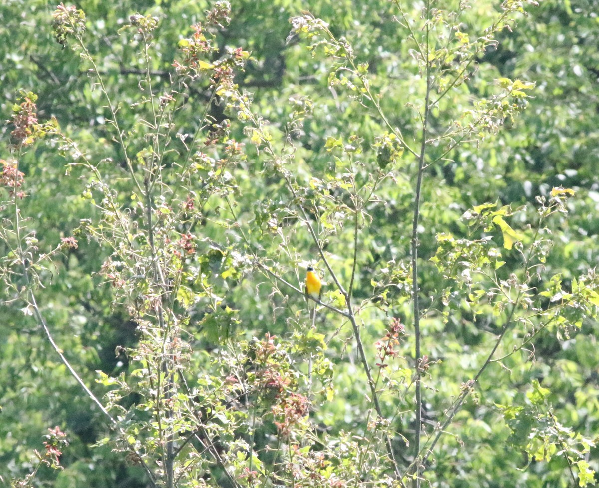 Yellow-breasted Chat - ML619986432