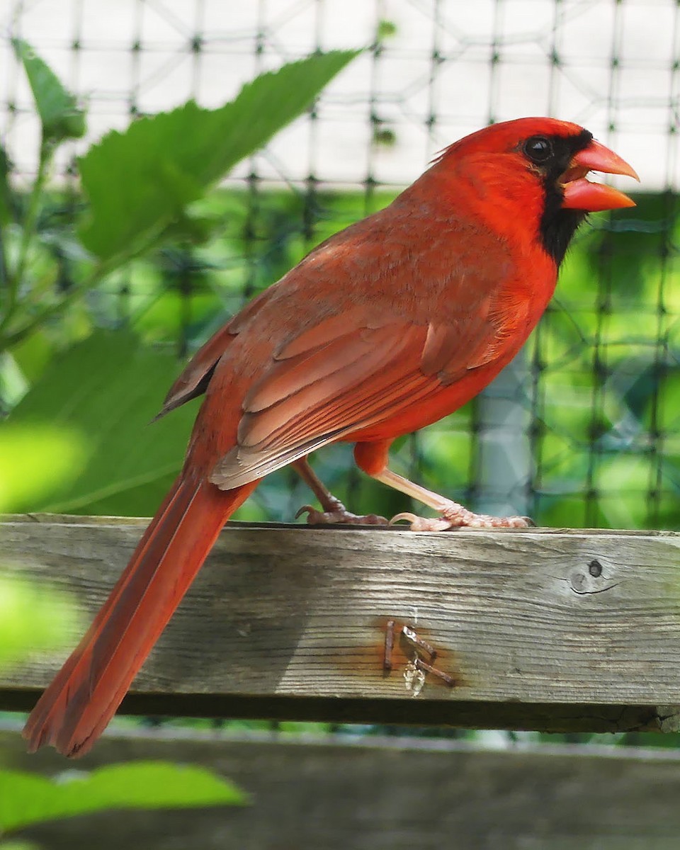 Cardinal rouge - ML619986451