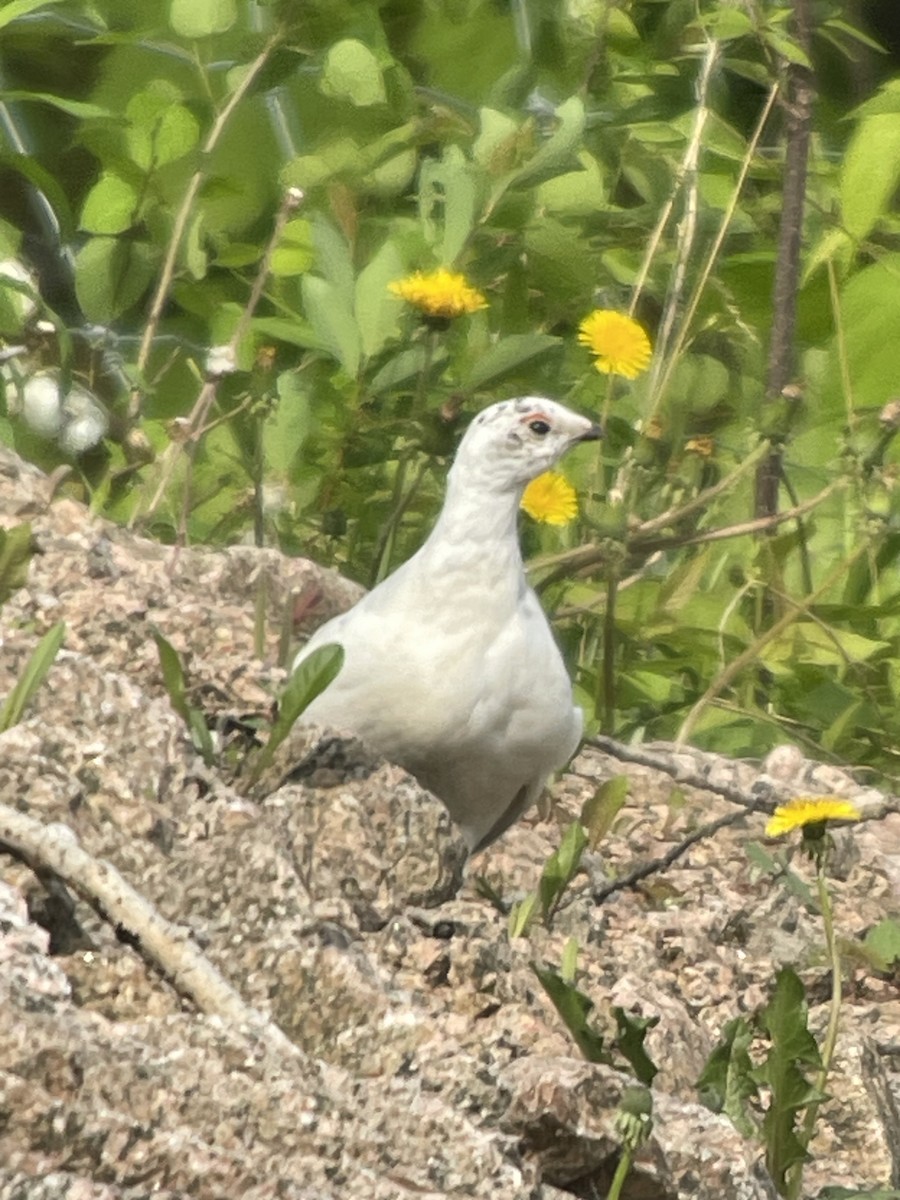 Willow Ptarmigan - Jacques Ibarzabal