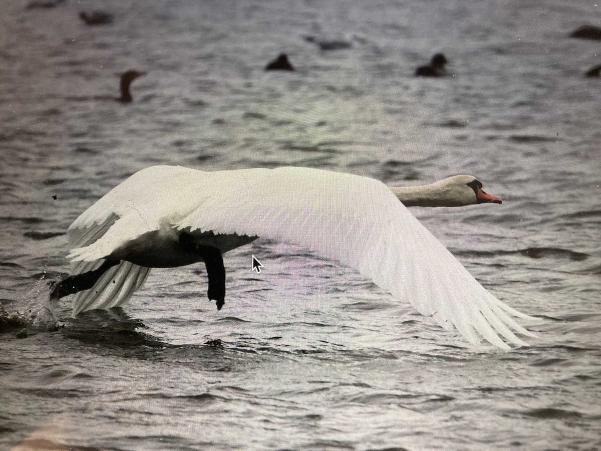 Cygne tuberculé - ML619986460