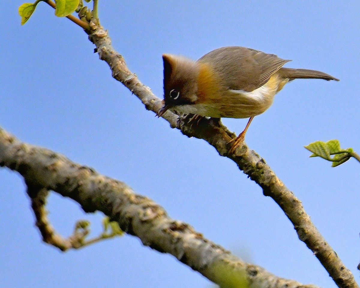 Bıyıklı Yuhina - ML619986465