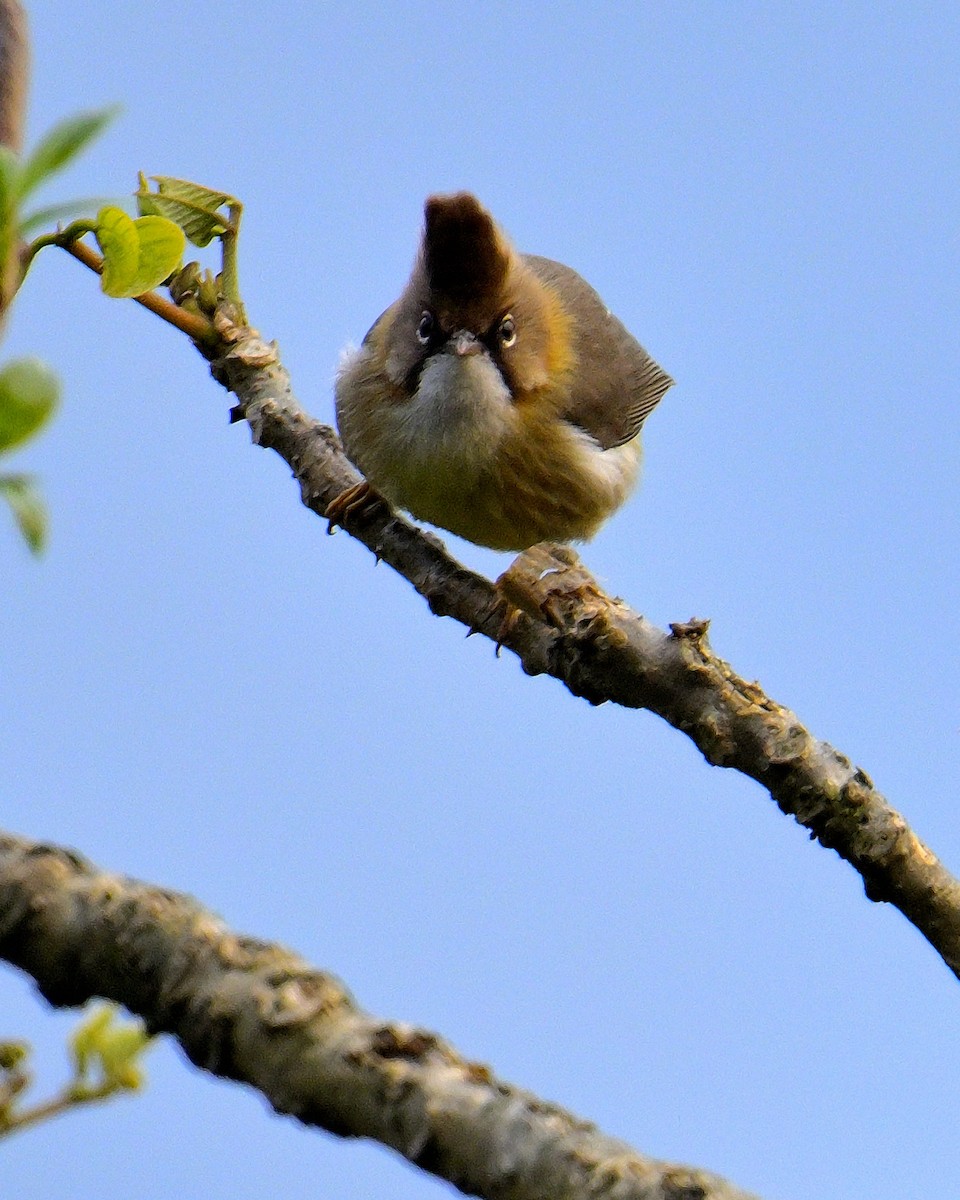 Whiskered Yuhina - ML619986466