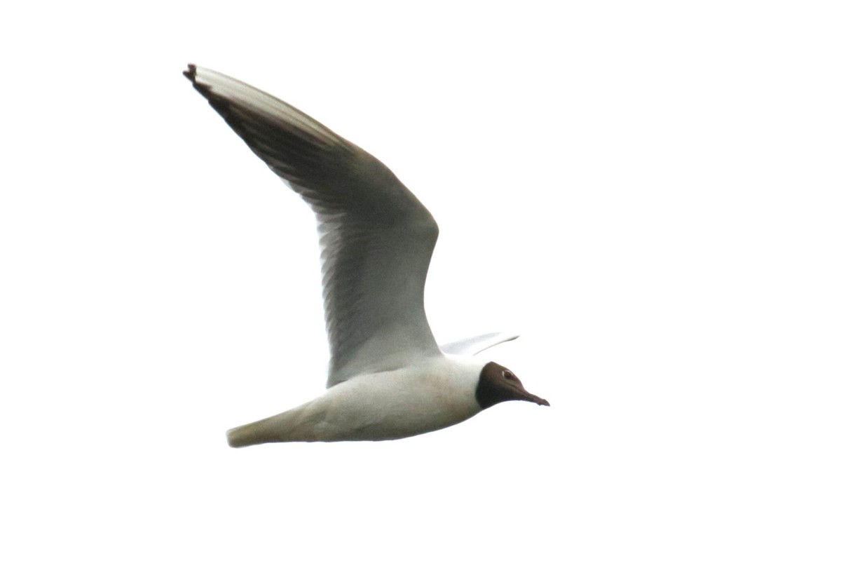 Black-headed Gull - ML619986468