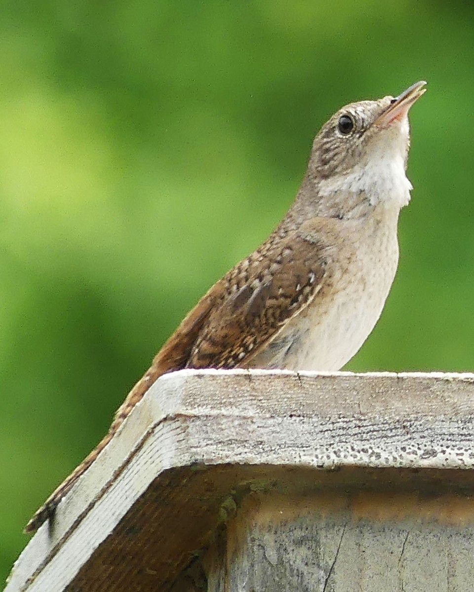 House Wren - ML619986471